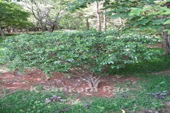 Ravenia spectabilis